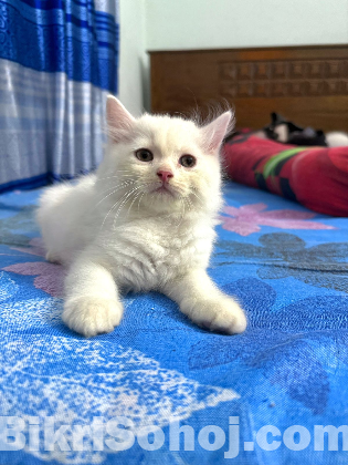 Traditional pure persian male kitten